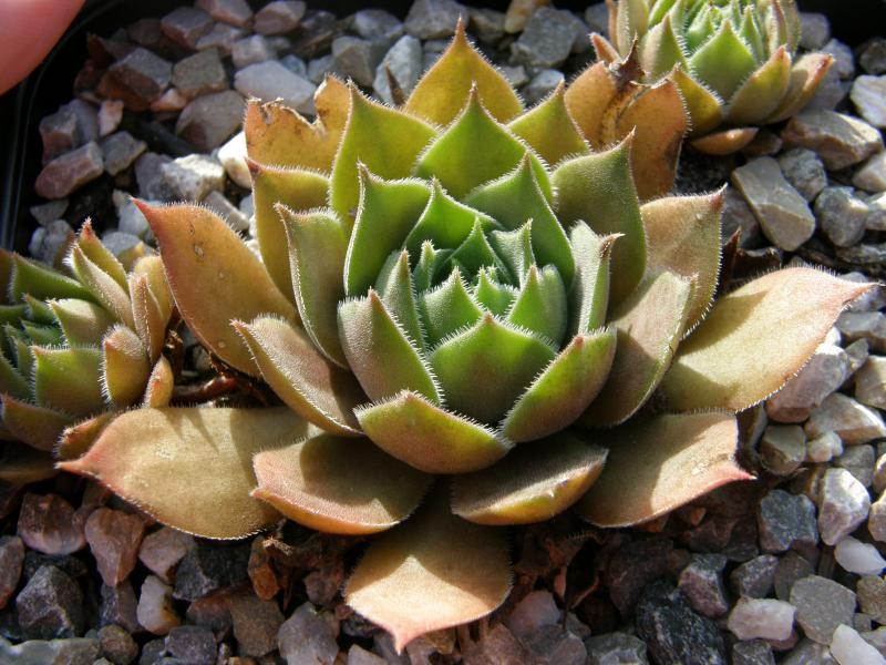 Rubra Ash