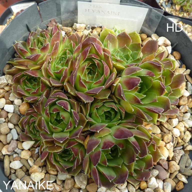 Yanaike / Jovi