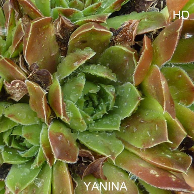 Yanina / Jovi