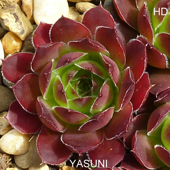 Yasuni / Jovi