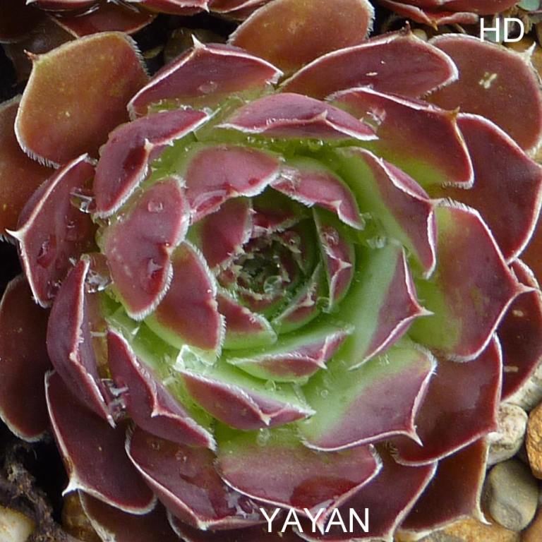 Yayan / Jovi