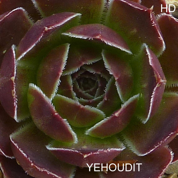 Yehoudit / Jovi