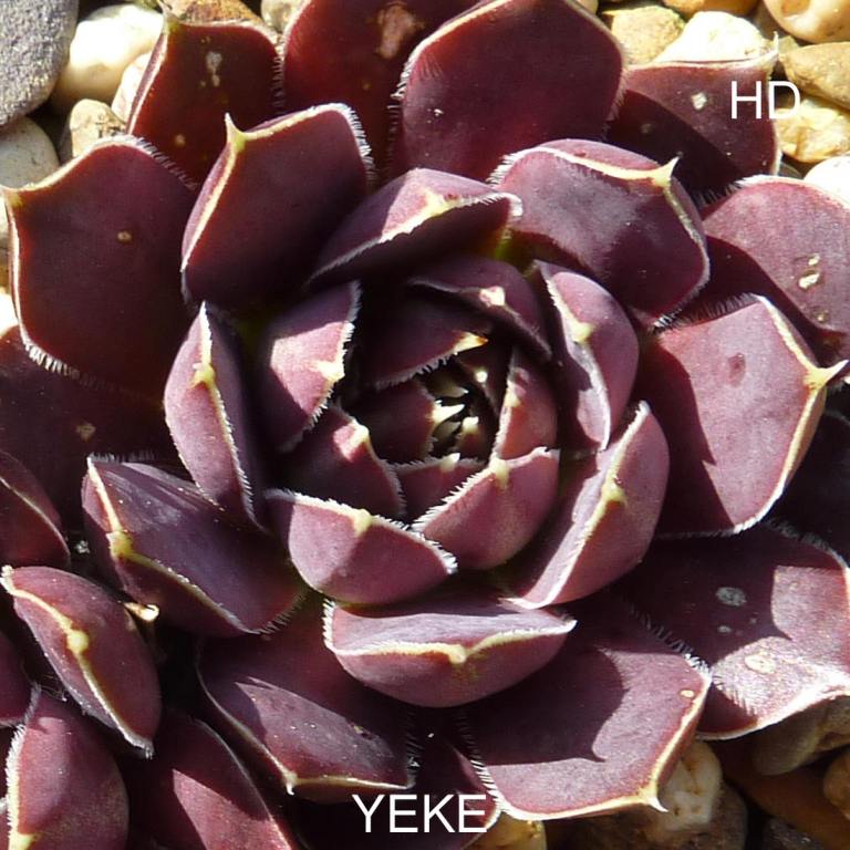 Yeke / Jovi