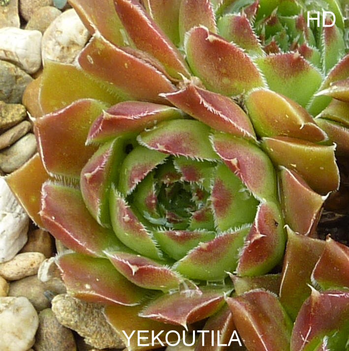 Yekoutila / Jovi