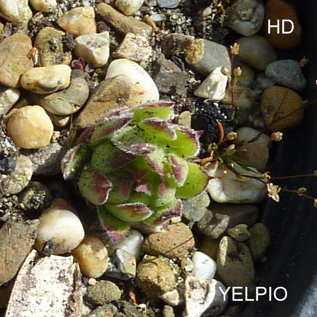 Yelpio