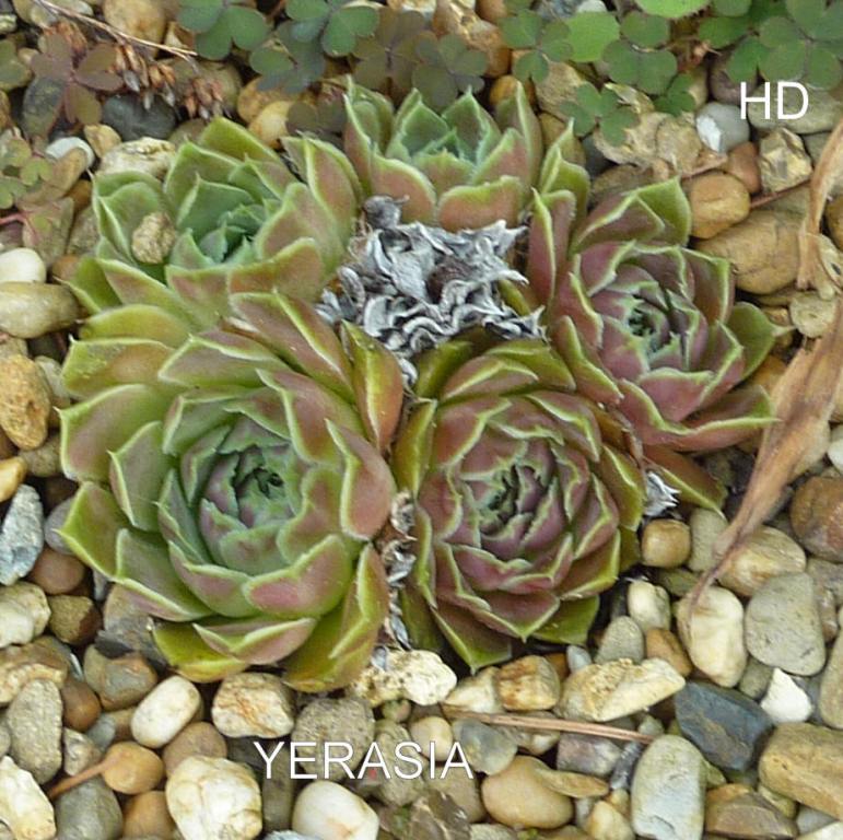 Yerasia / Jovi