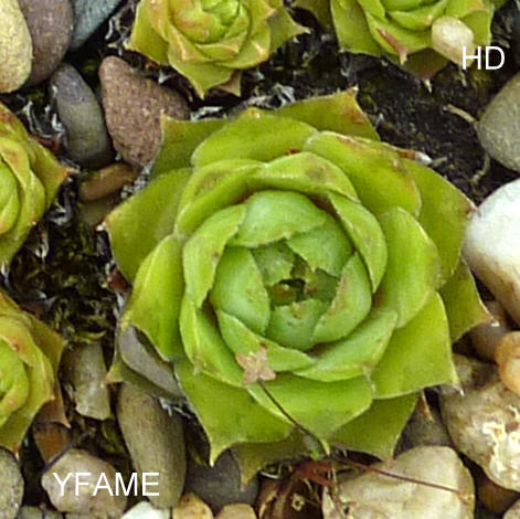 Yfame