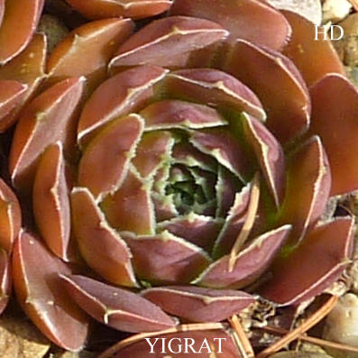 Yigrat / Jovi