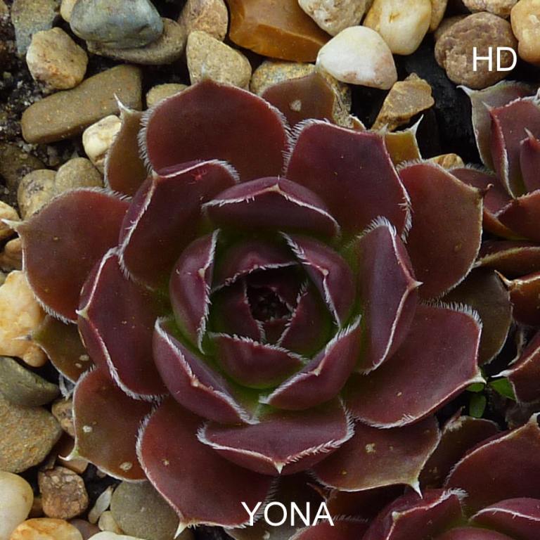 Yona / Jovi