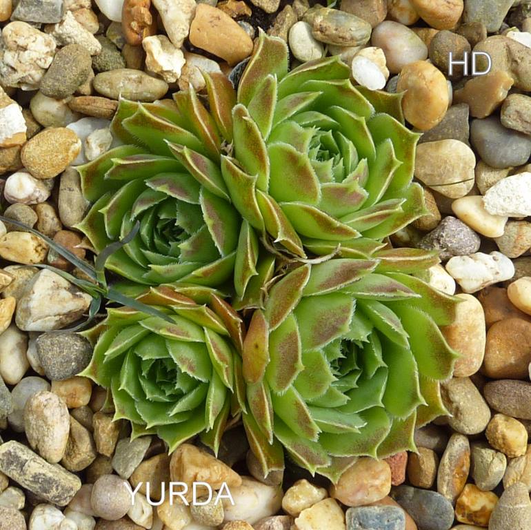 Yurda / Jovi