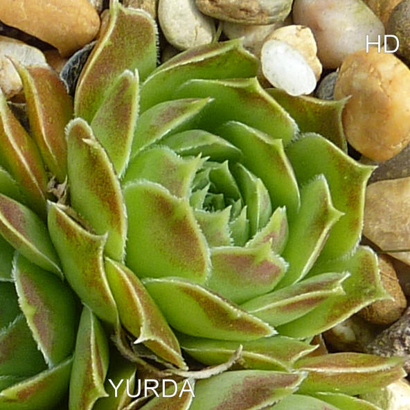 Yurda / Jovi