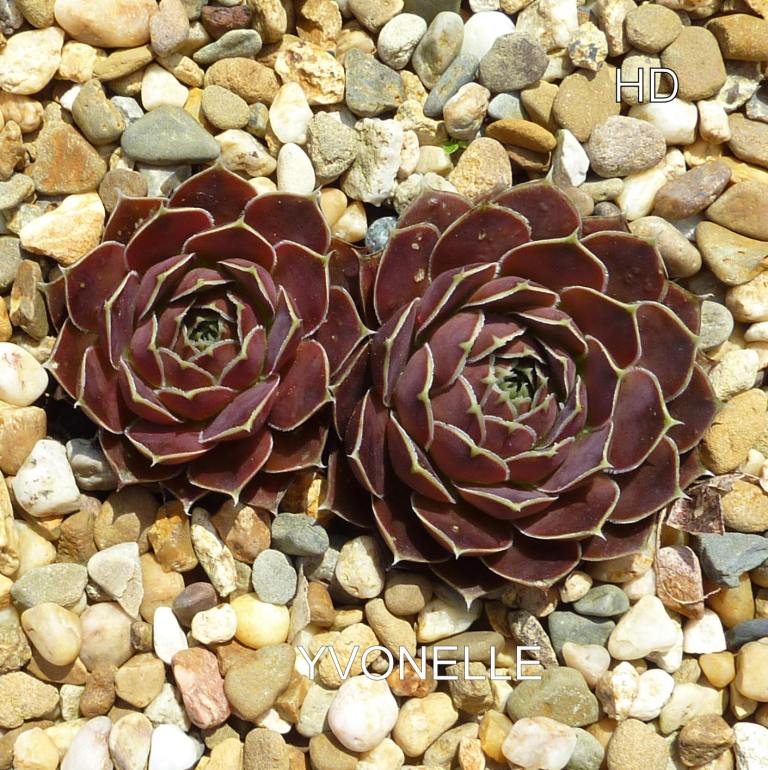 Yvonnelle / Jovi