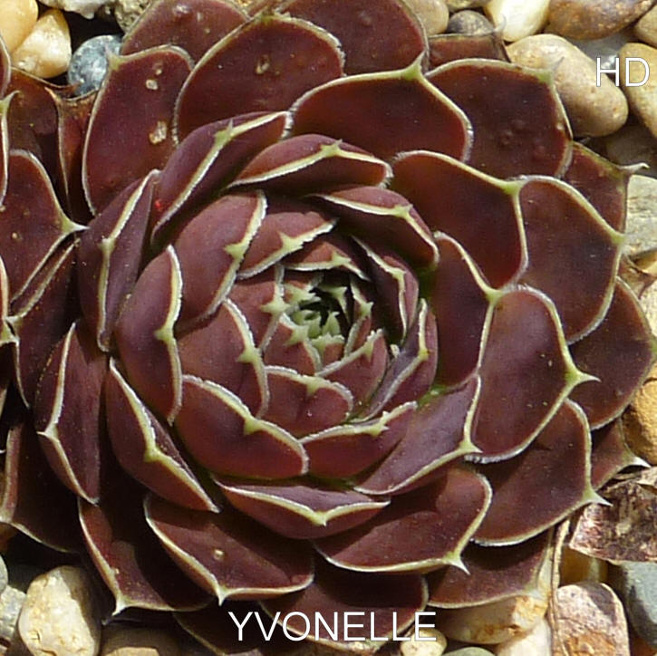 Yvonnelle / Jovi