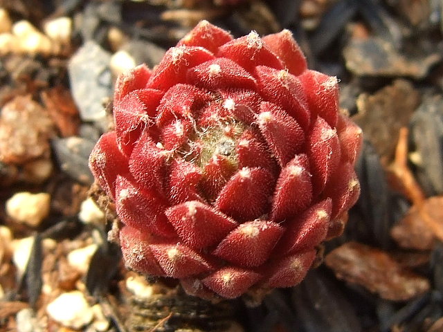Red Spider