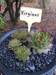 Virginius