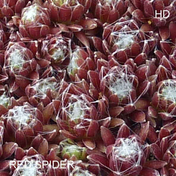 Red Spider