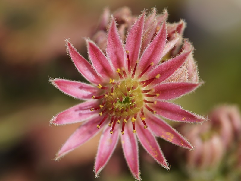 Rhubarb Crumble