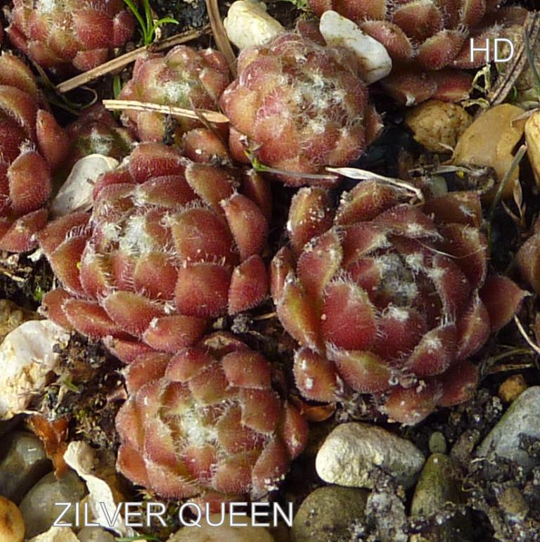 Zilver Queen
