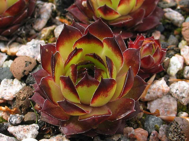 Virginius