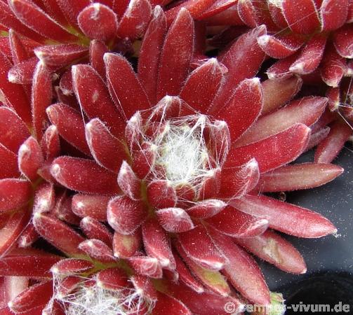 Red Spider
