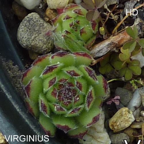 Virginius