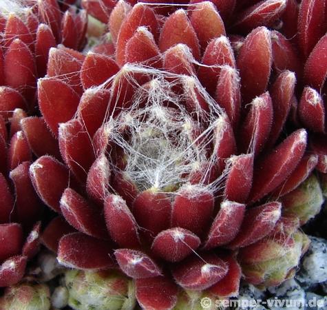 Red Spider