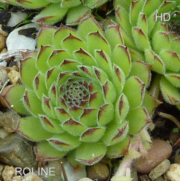 Roline