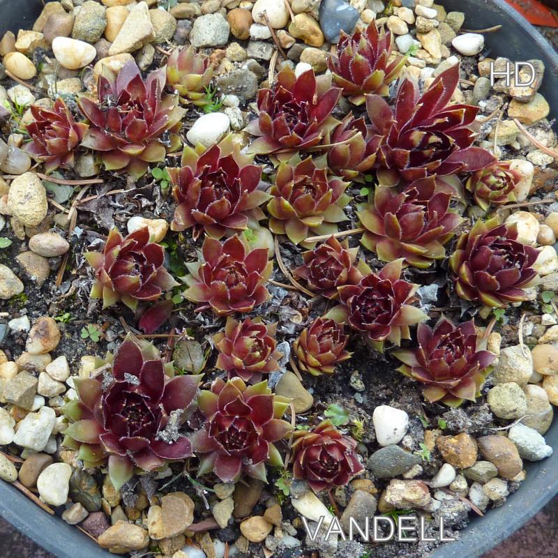 Vandell