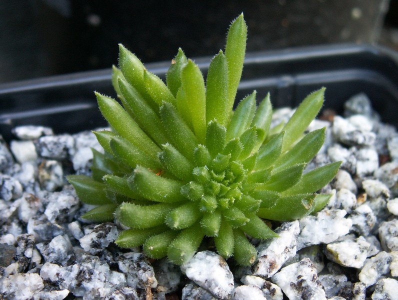 Pelora