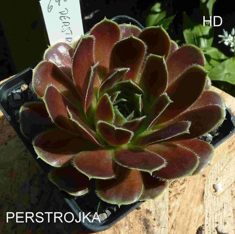 Perstrojka / Jovi