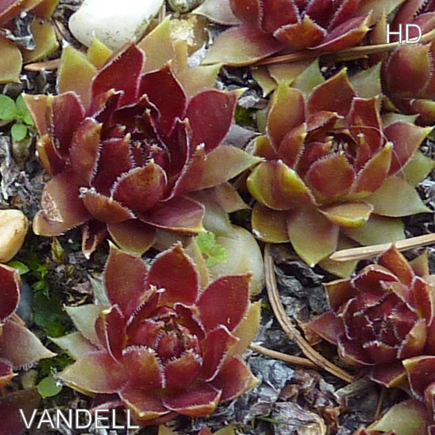 Vandell