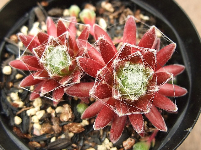 Red Spider