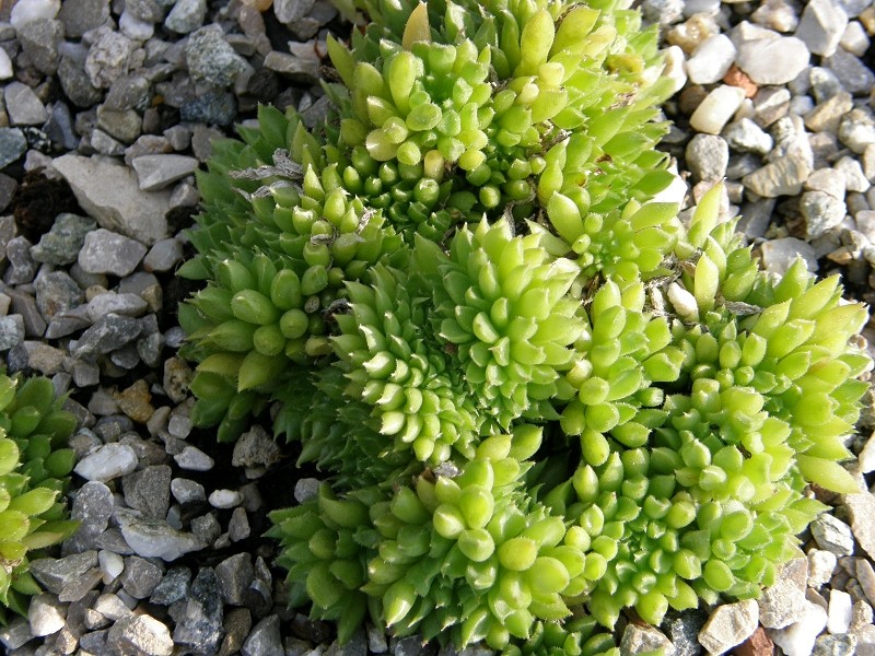 Pelora
