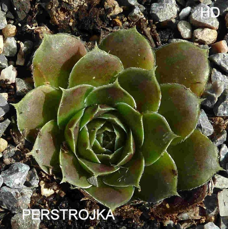 Perstrojka / Jovi