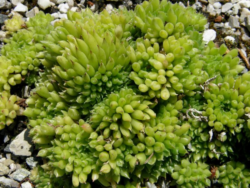 Pelora
