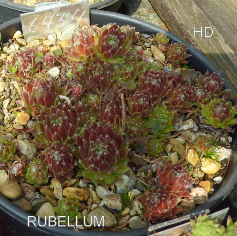 Rubellum