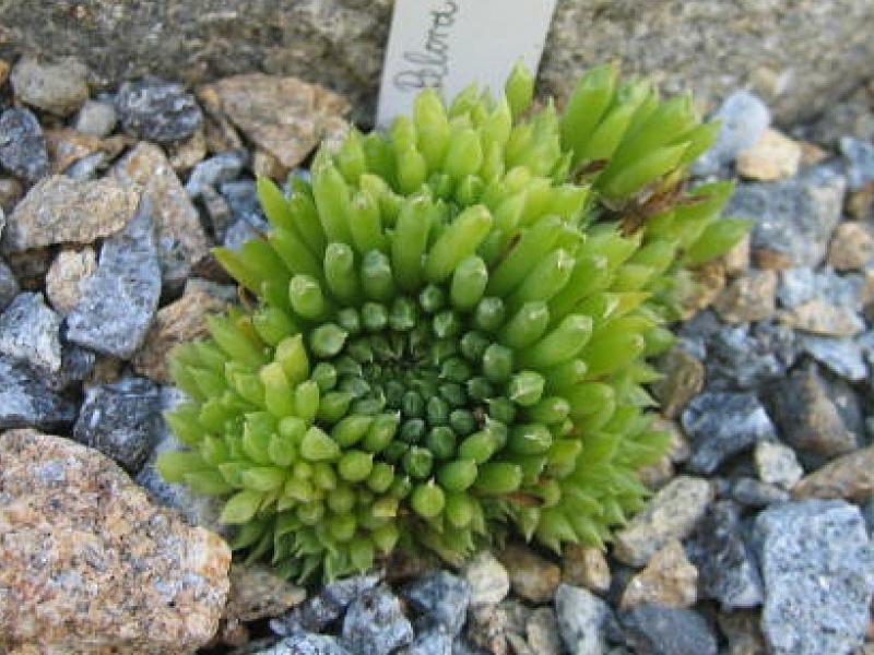 Pelora