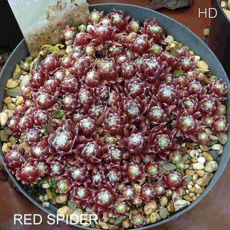 Red Spider