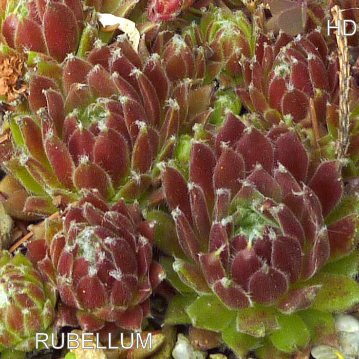 Rubellum
