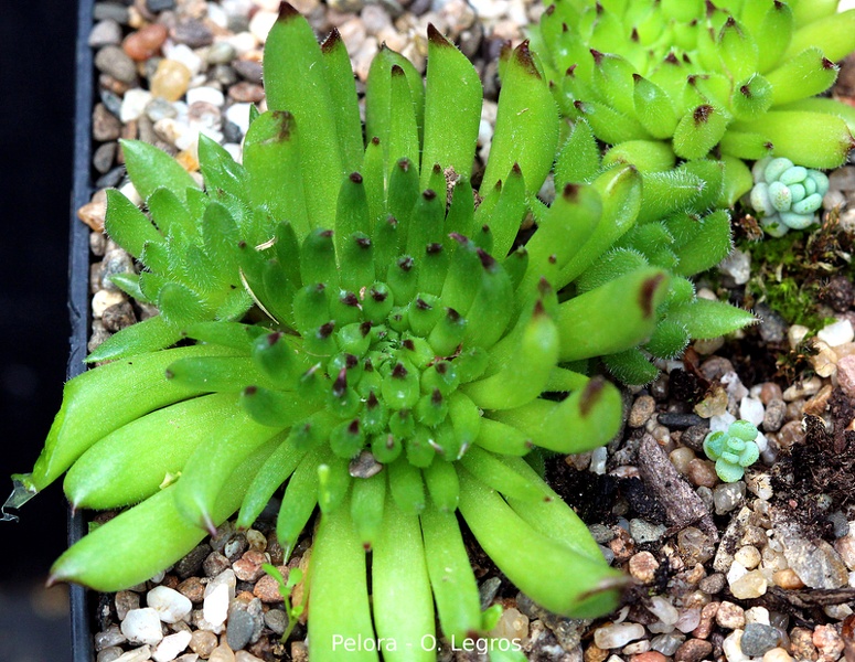 Pelora