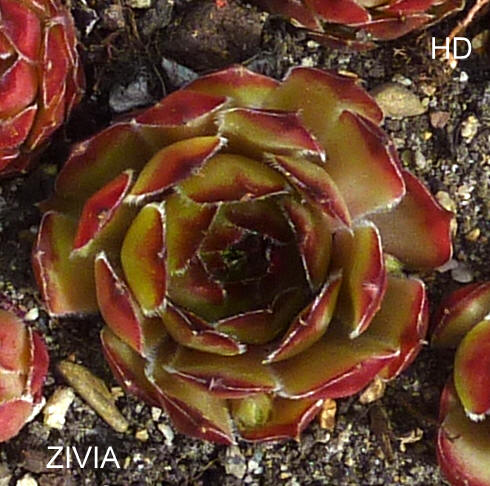 Zivia