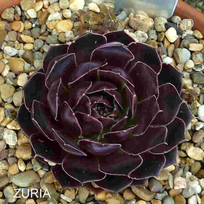 Zuria / Jovi