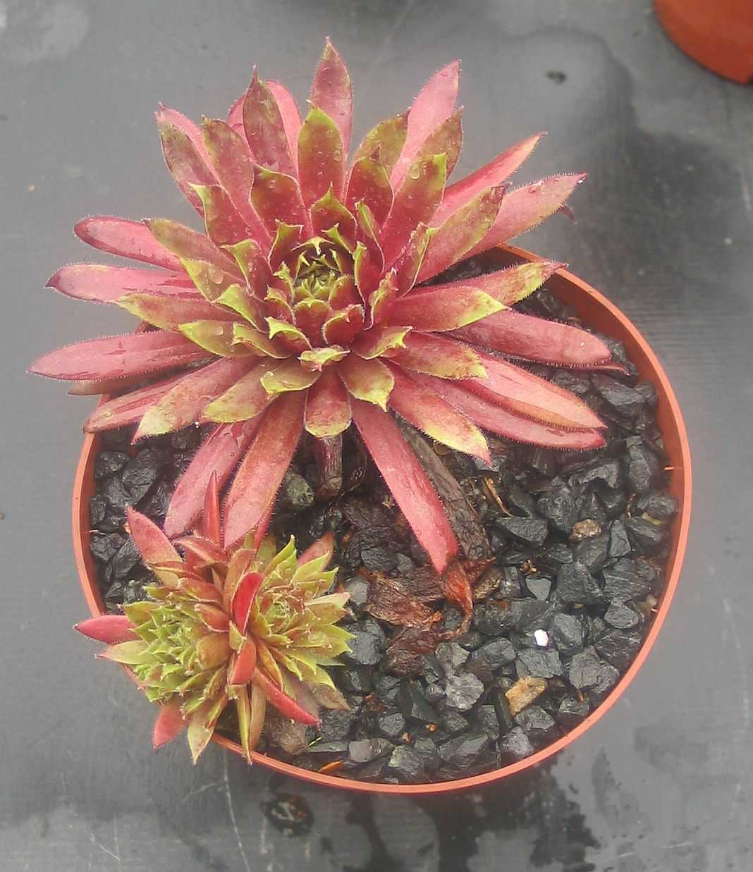 Feu de Printemps