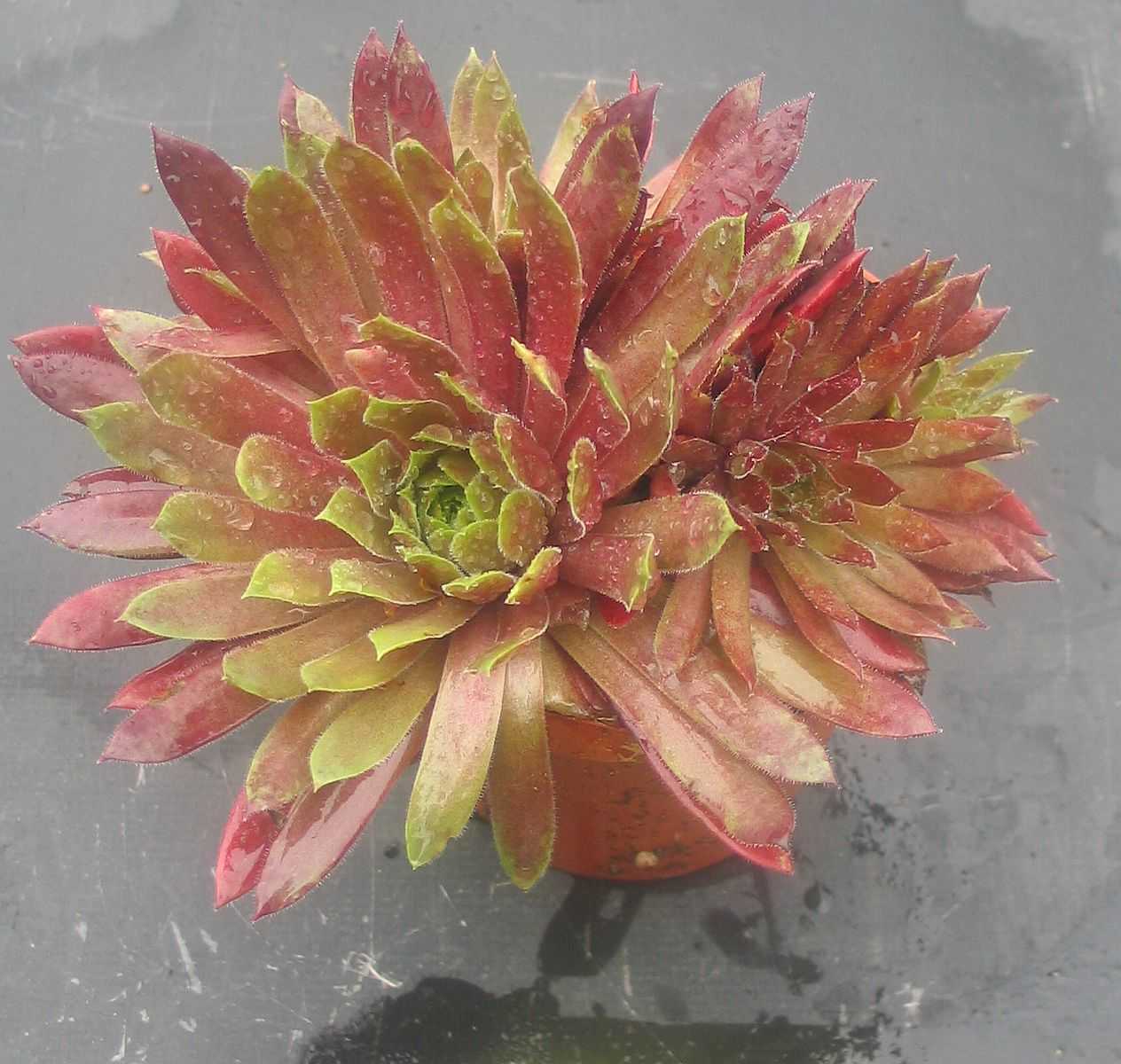 Feu de Printemps