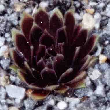 Black Prince