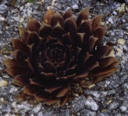 Black Prince