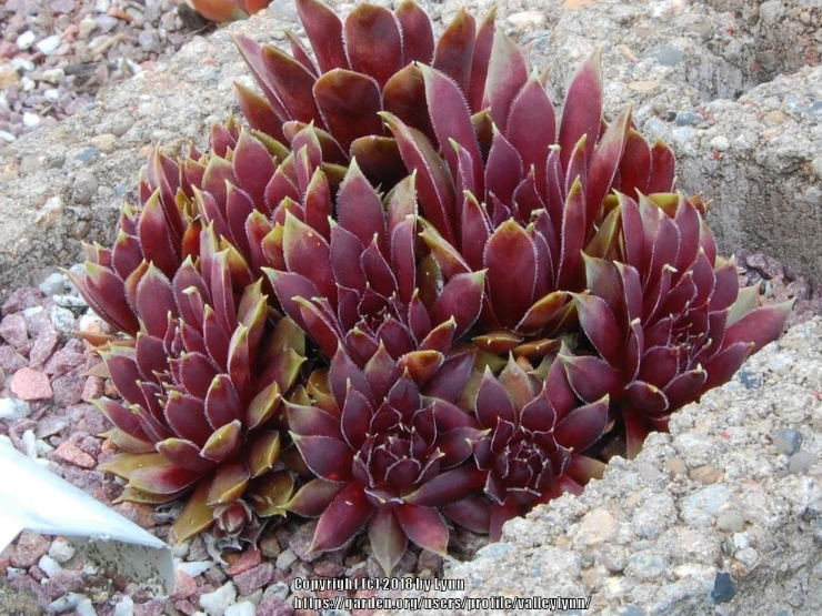Black Prince