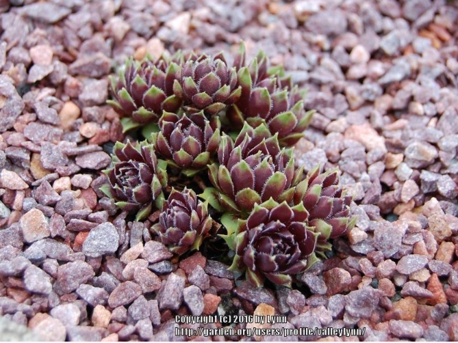 Black Prince