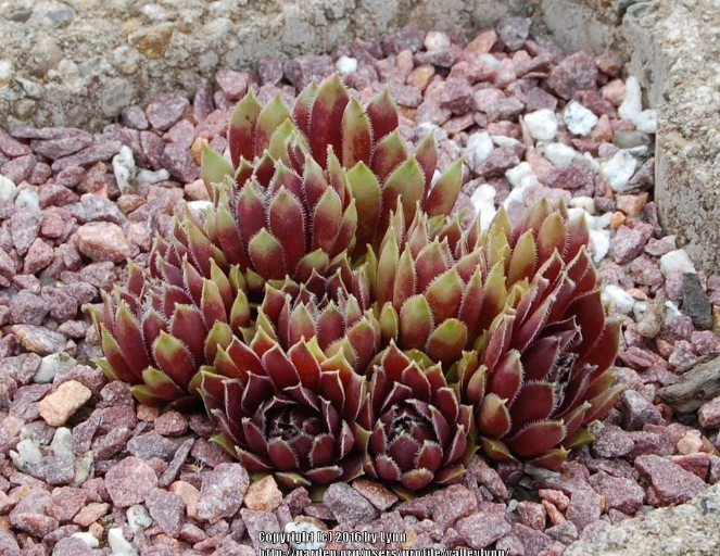 Black Prince