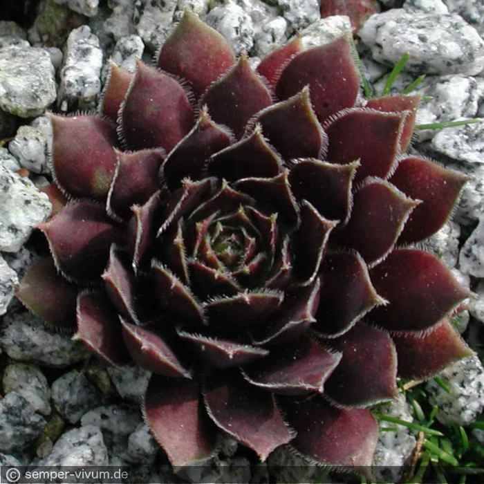 Black Prince